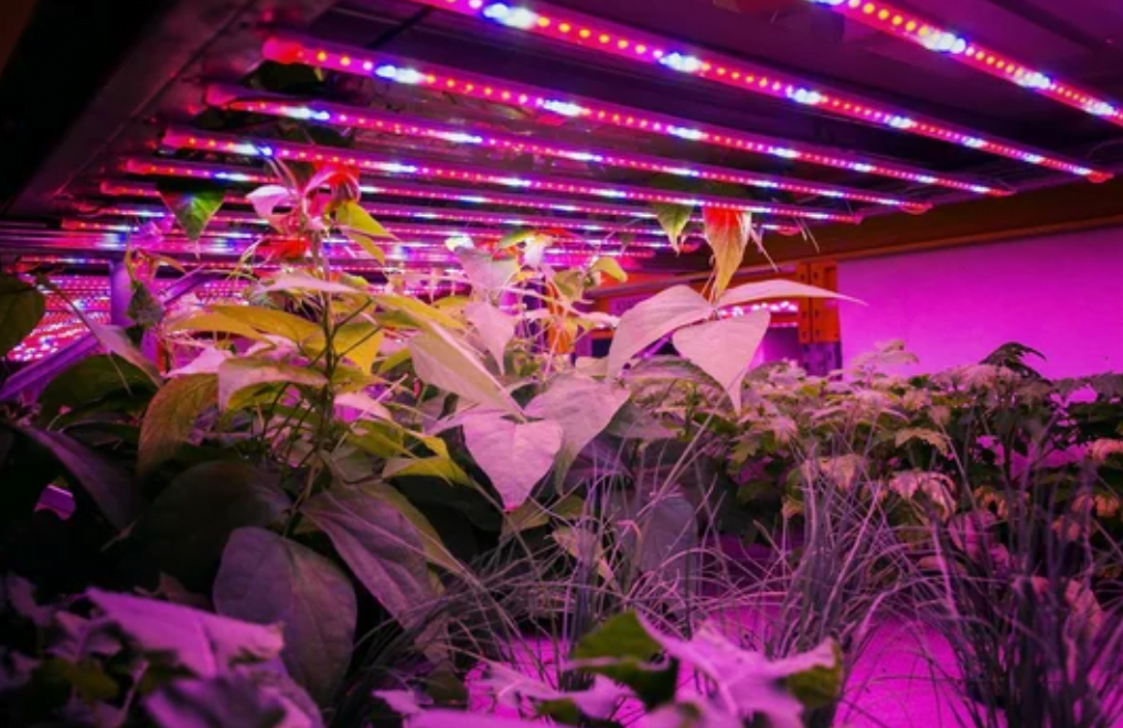 Seed Starting grow lights